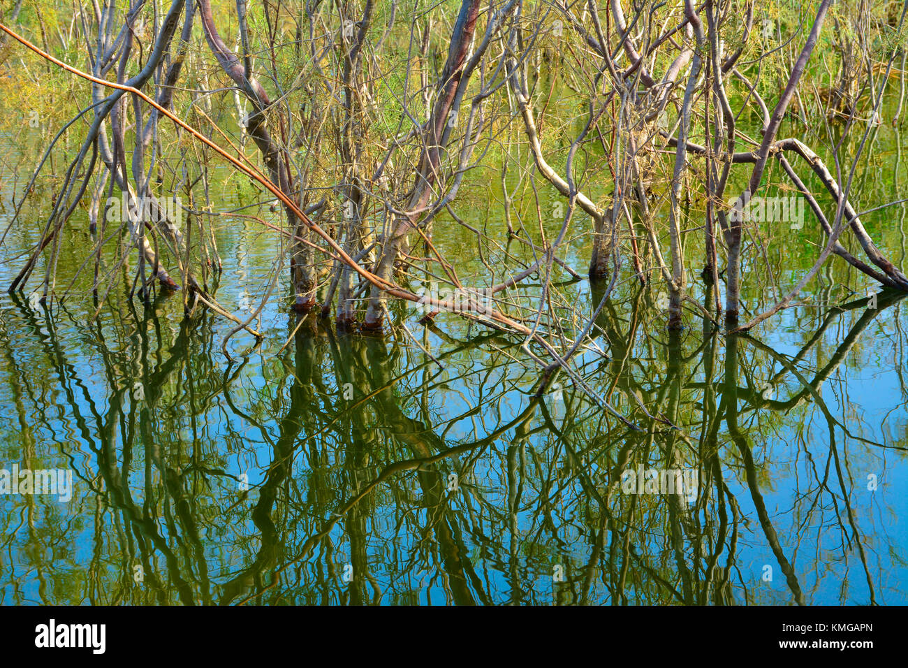 La riflessione di albero nel lago Foto Stock