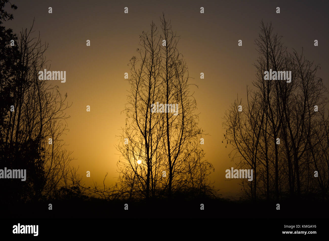 Le albe in Arabia Saudita con golden sky e silhouette di alberi Foto Stock