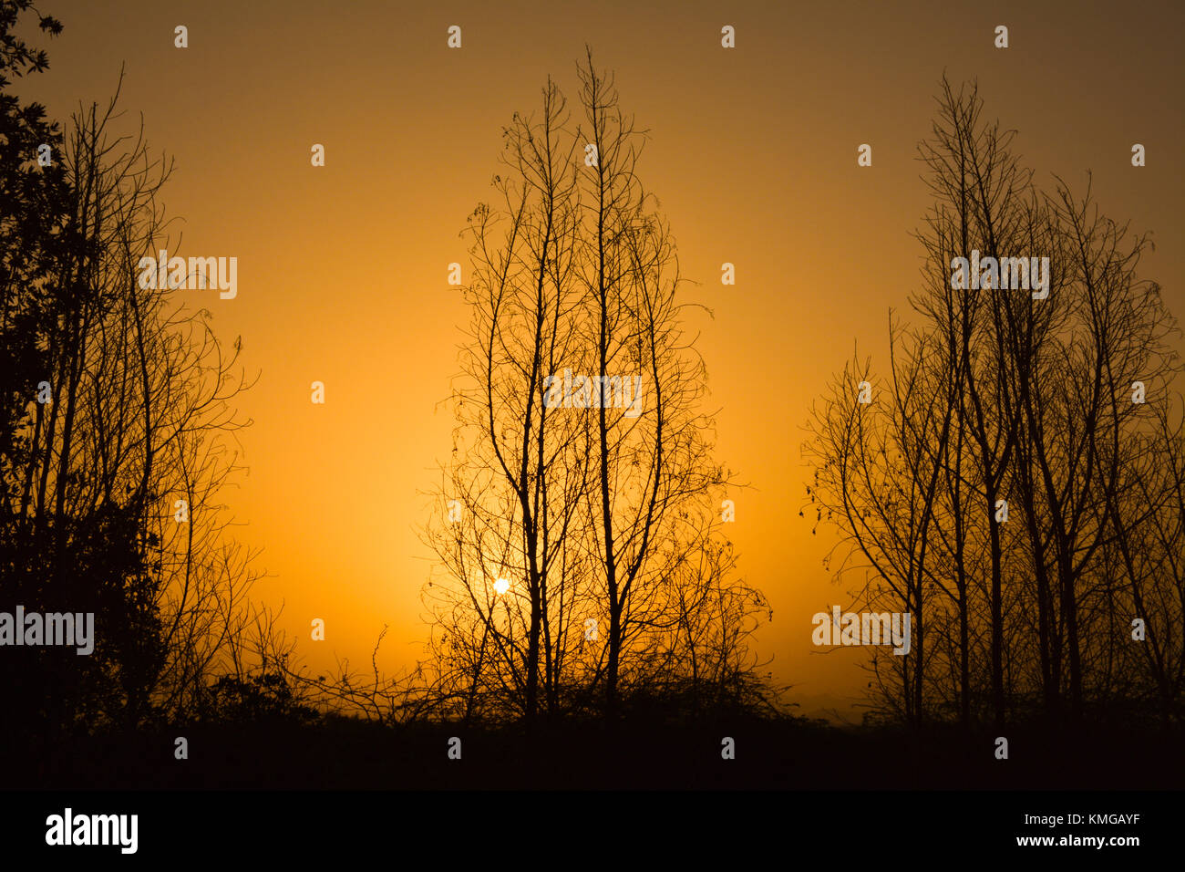 Le albe in Arabia Saudita con golden sky e silhouette di alberi Foto Stock