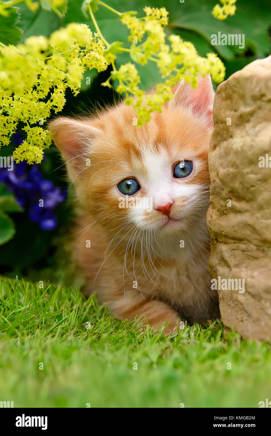 Carino red-tabby-white gattino accanto a una roccia in un giardino fiorito guardando curiosamente. Foto Stock