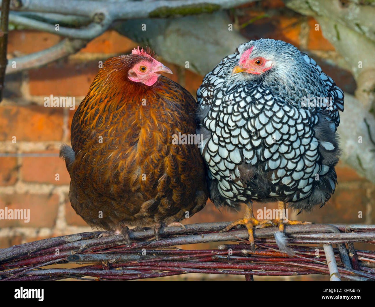 Argento-legare Wyandotte intervallo libero nel giardino con ibrido galline marrone Foto Stock