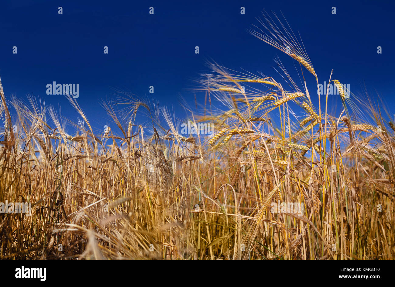 Stagionati di orzo pronto per il raccolto, sole luminoso deep blue sky. Orzo (Hordeum vulgare) un membro della famiglia di erba. Foto Stock
