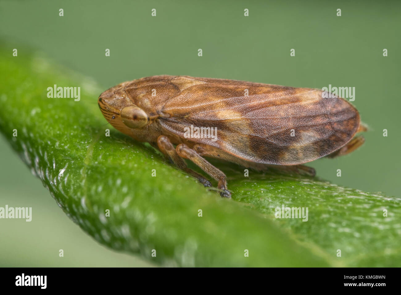 Comune (Froghopper Philaenus spumarius) in appoggio su una foglia. Thurles, Tipperary, Irlanda. Foto Stock