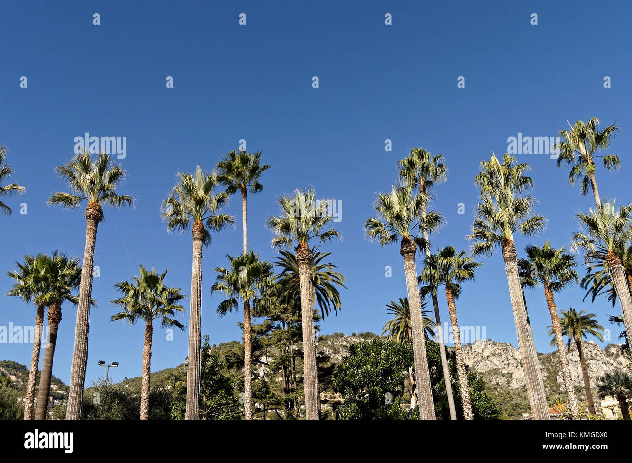 Il giardino delle palme in Costa Azzurra. Città di Baulieu Foto Stock