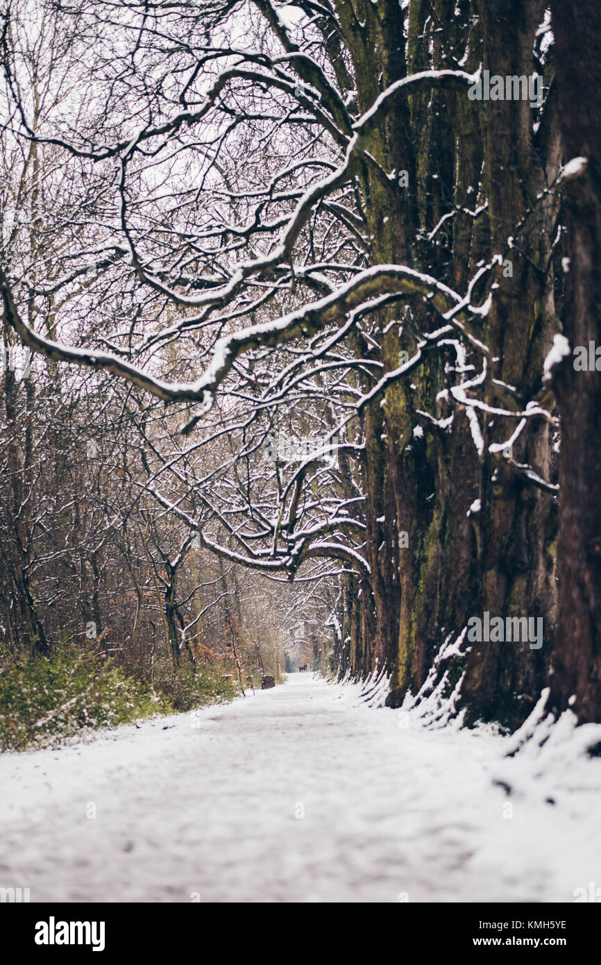 Huntingdon, Cambridgeshire, Regno Unito. Decimo Dec, 2017. Regno Unito: Meteo Hinchingbrooke Forest park durante la neve in Huntingdon. Credito: Gergo Toth/Alamy Live News Foto Stock