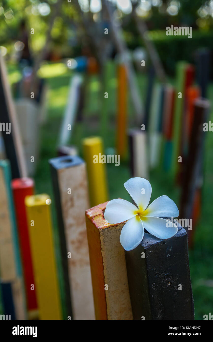 Plumeria fiore sulla parte superiore delle ceramiche colorate pali con blured sfondo. Foto Stock