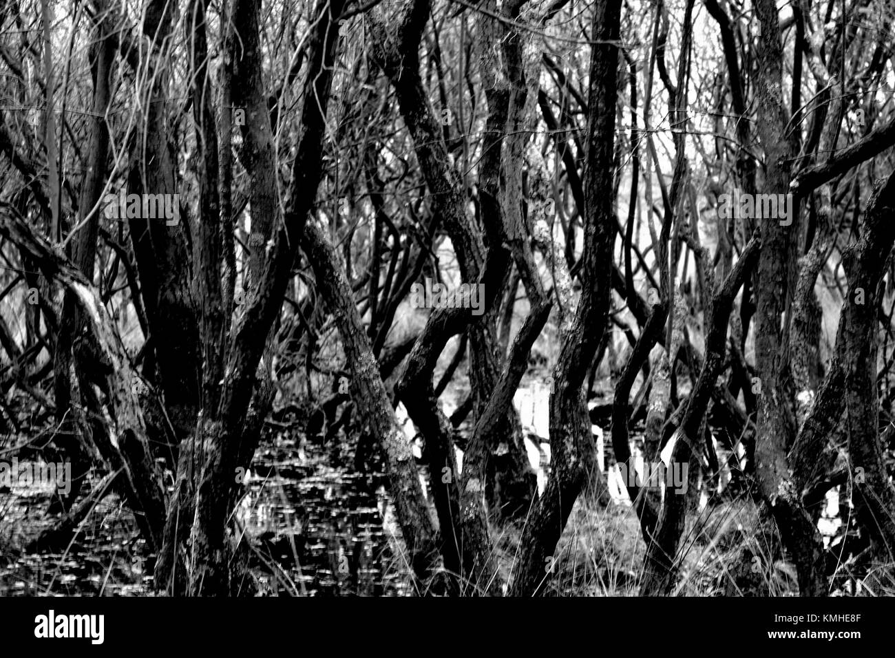 Alberi di palude Foto Stock