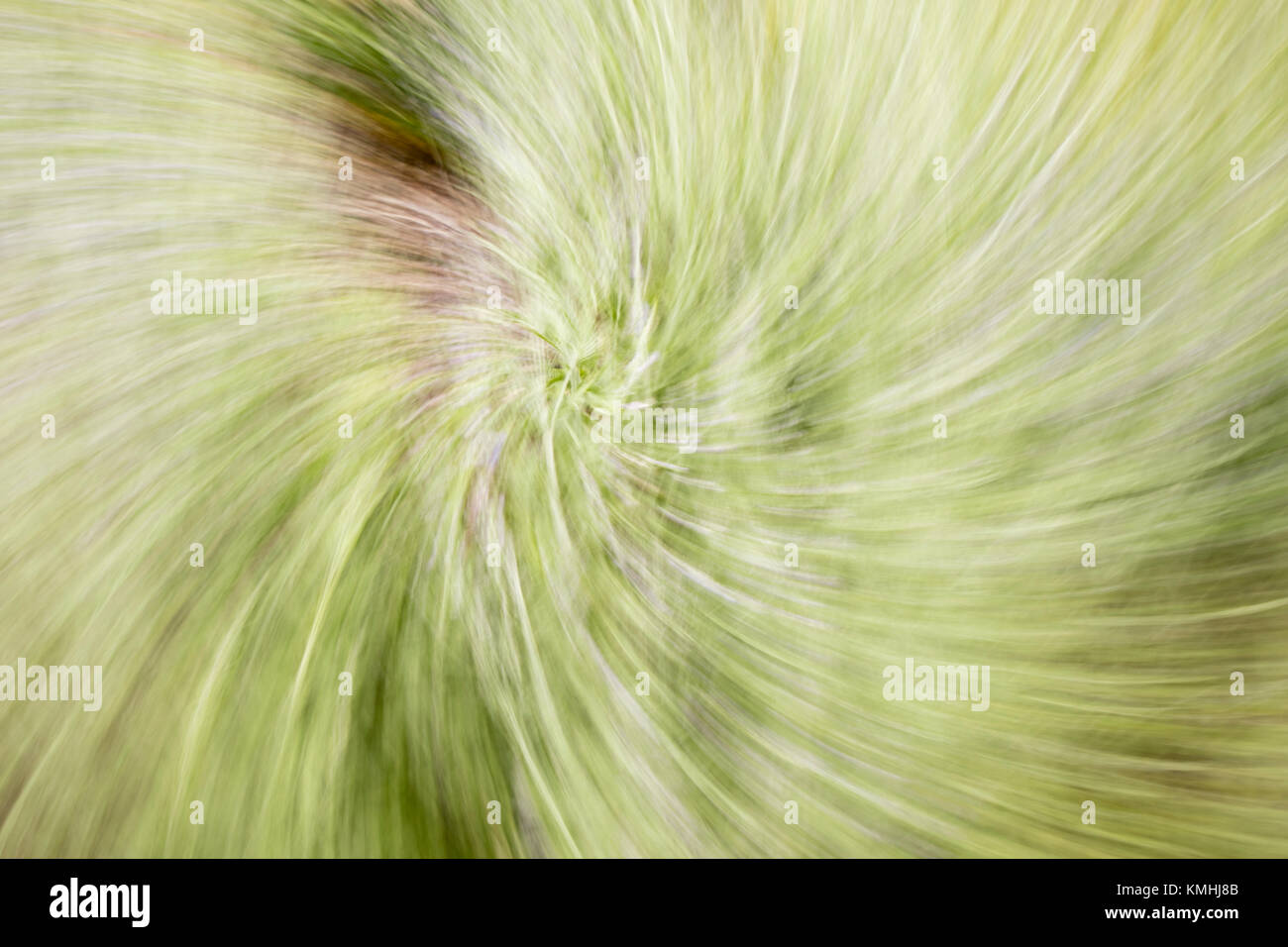 La girandola Abstract di fiori d'estate Foto Stock