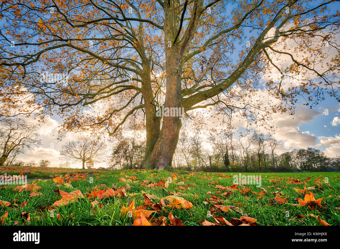 Bellissimo albero con foglie di autunno Foto Stock