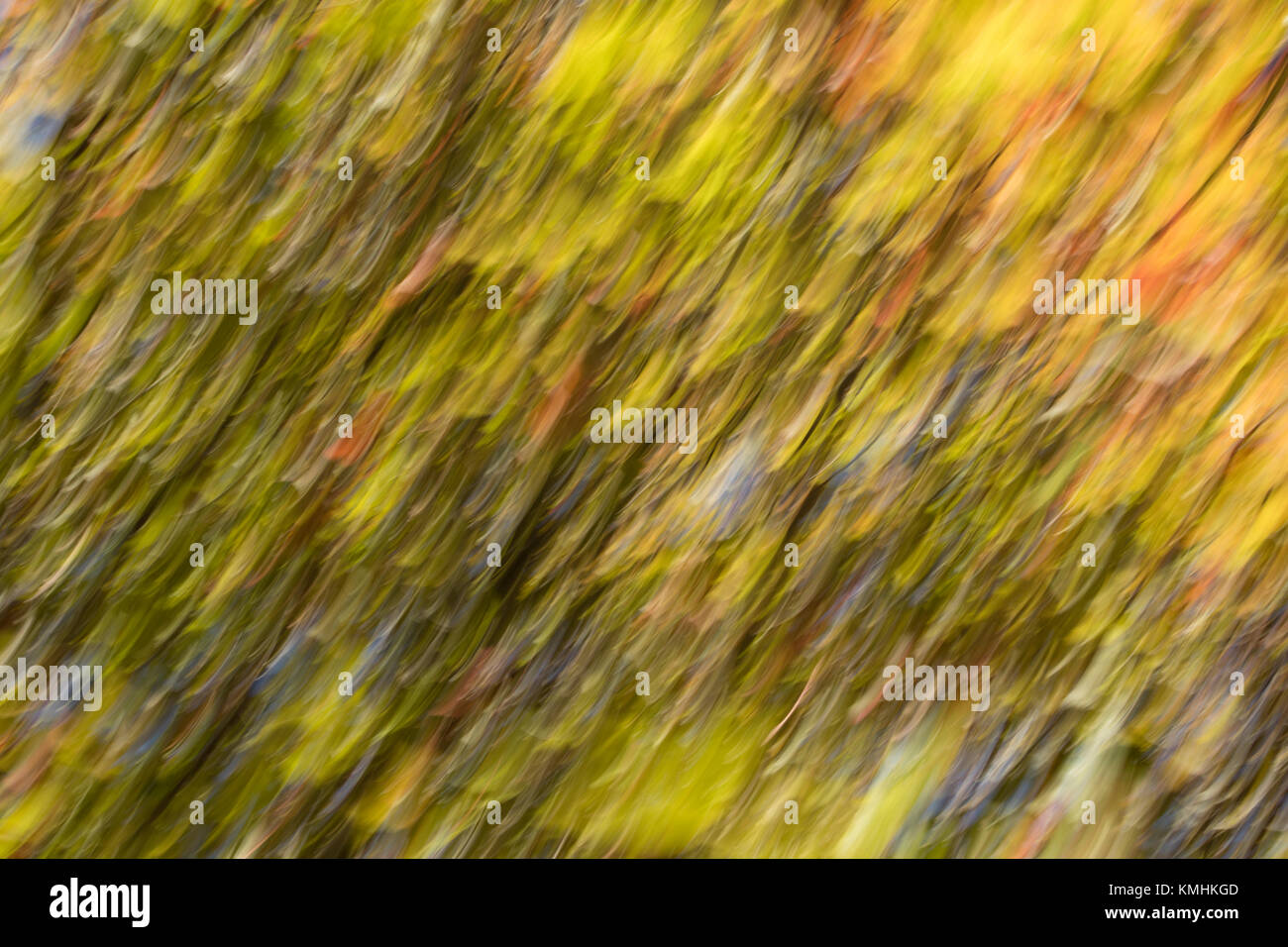 Estratto di foglie di Albero in autunno Foto Stock