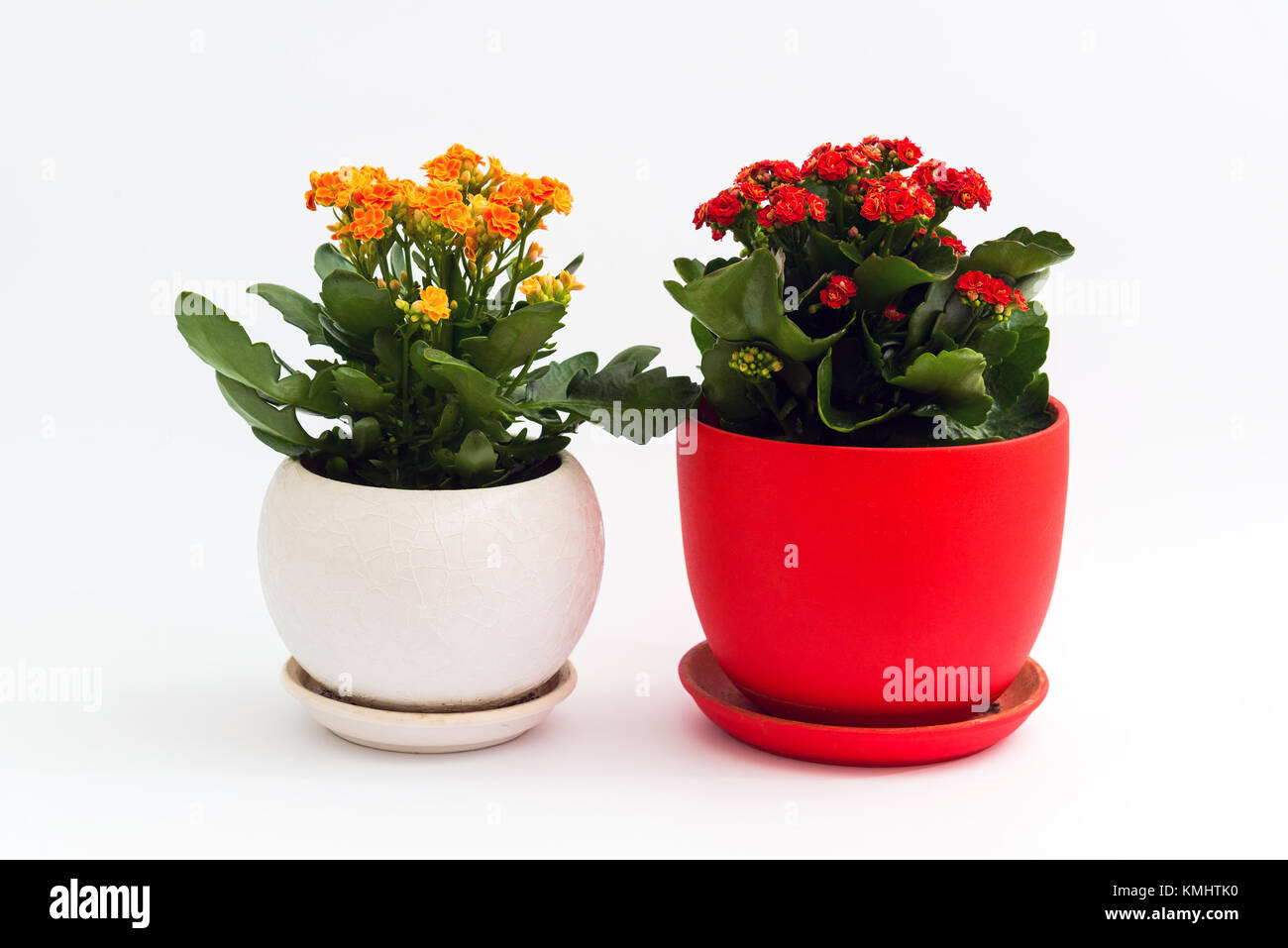 L'arancione e il rosso kalanchoe in una pentola su sfondo chiaro Foto Stock