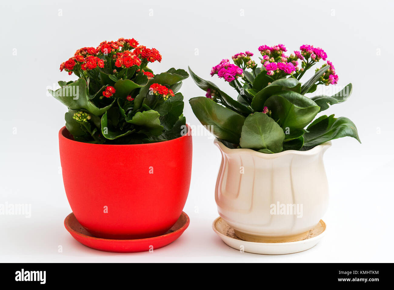 Rosa e Rosso kalanchoe in una pentola su sfondo chiaro Foto Stock