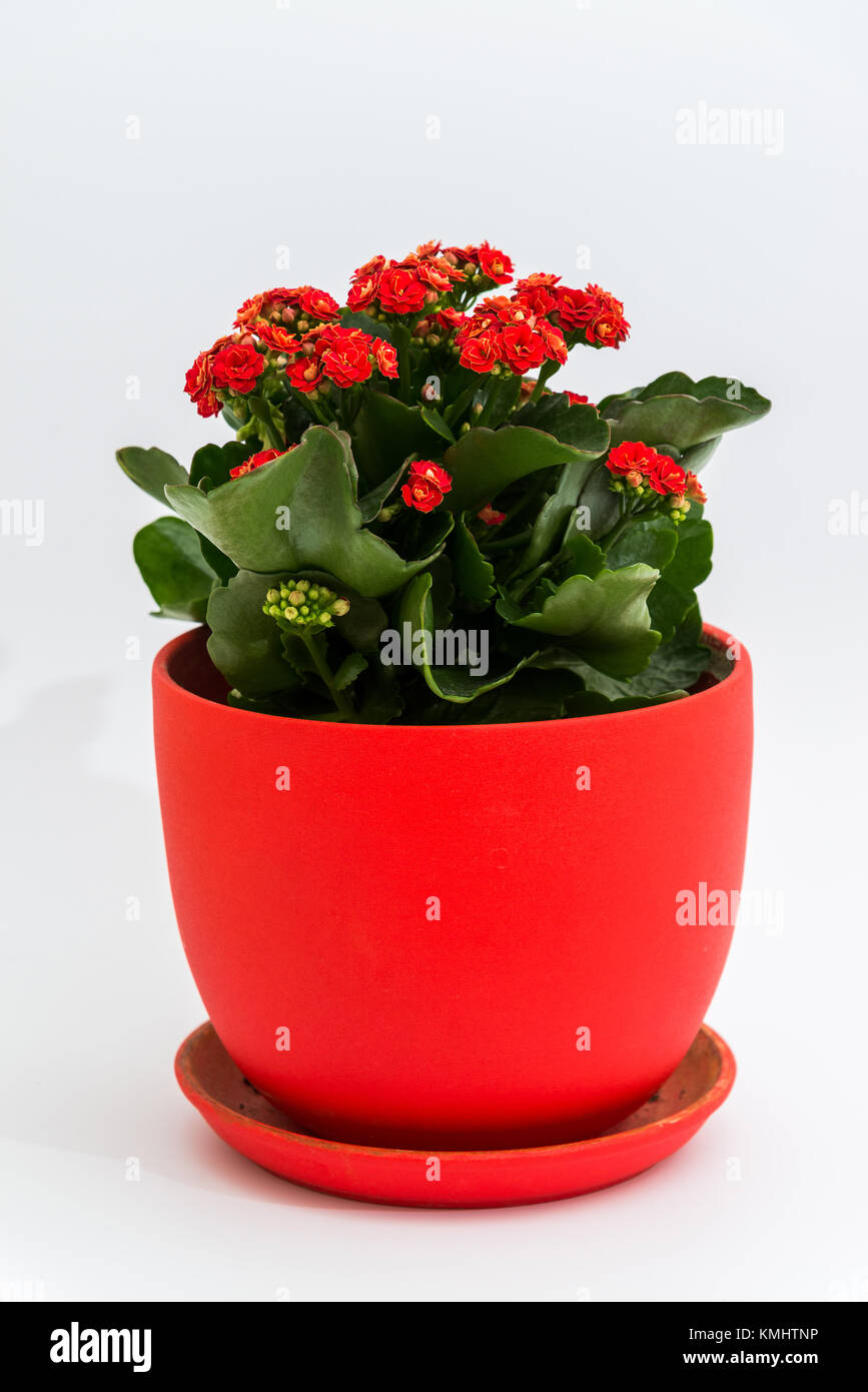 Red kalanchoe in una pentola su sfondo chiaro Foto Stock