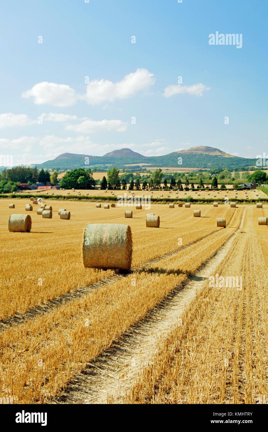 Il Eildon Hills da sud-est su raccolte campo di mais farmland vicino San Boswell nei confini regione della Scozia, Regno Unito Foto Stock