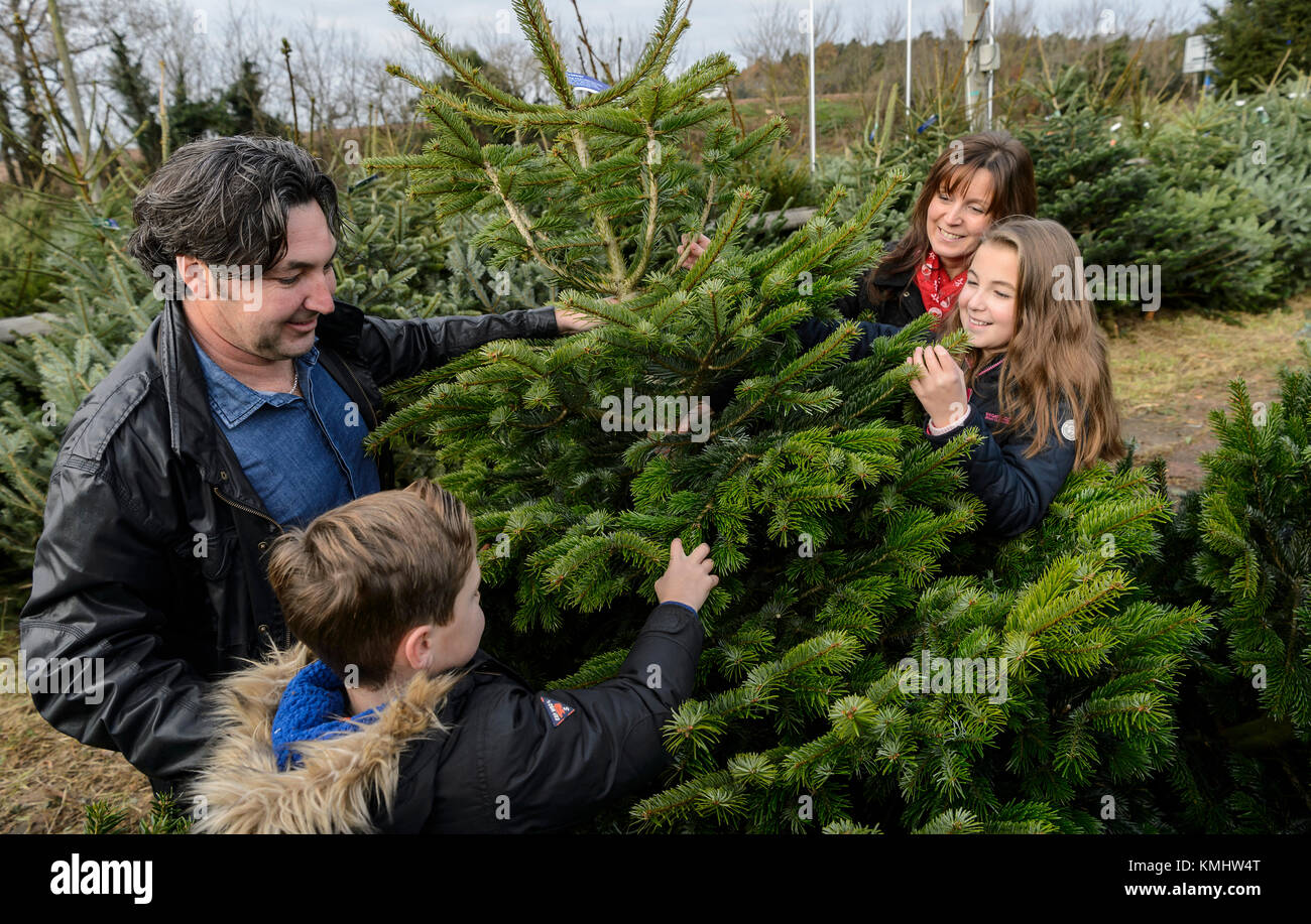 Famiglie godendo una giornata scegliendo il loro albero di natale a Hagley Alberi di Natale in Worcestershire. Foto Stock