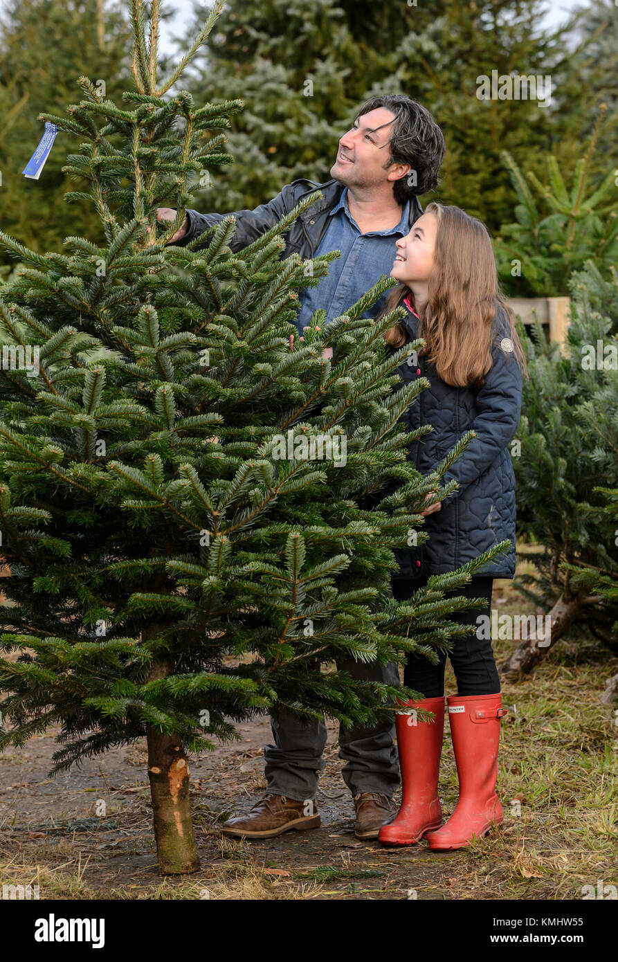 Famiglie godendo una giornata scegliendo il loro albero di natale a Hagley Alberi di Natale in Worcestershire. Foto Stock