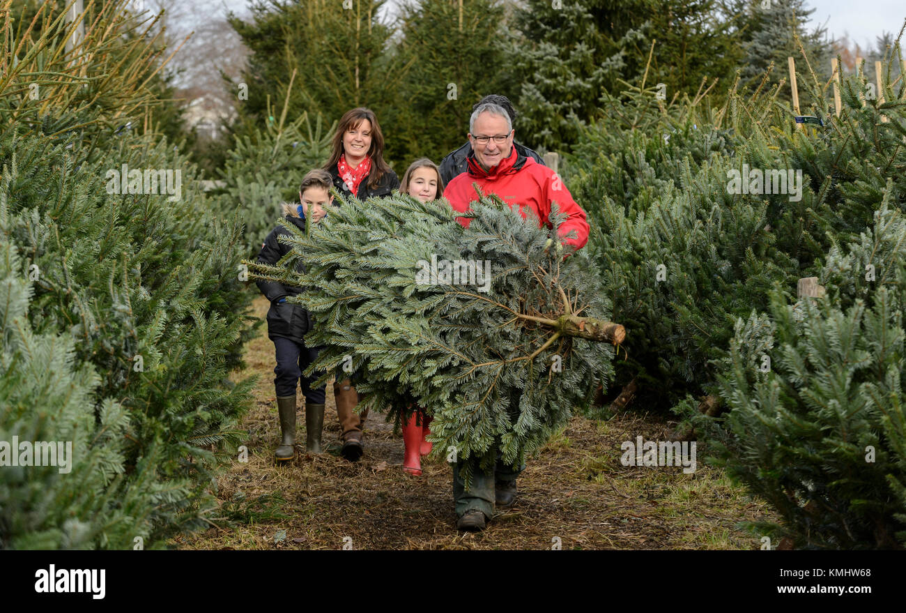 Famiglie godendo una giornata scegliendo il loro albero di natale a Hagley Alberi di Natale in Worcestershire. Foto Stock