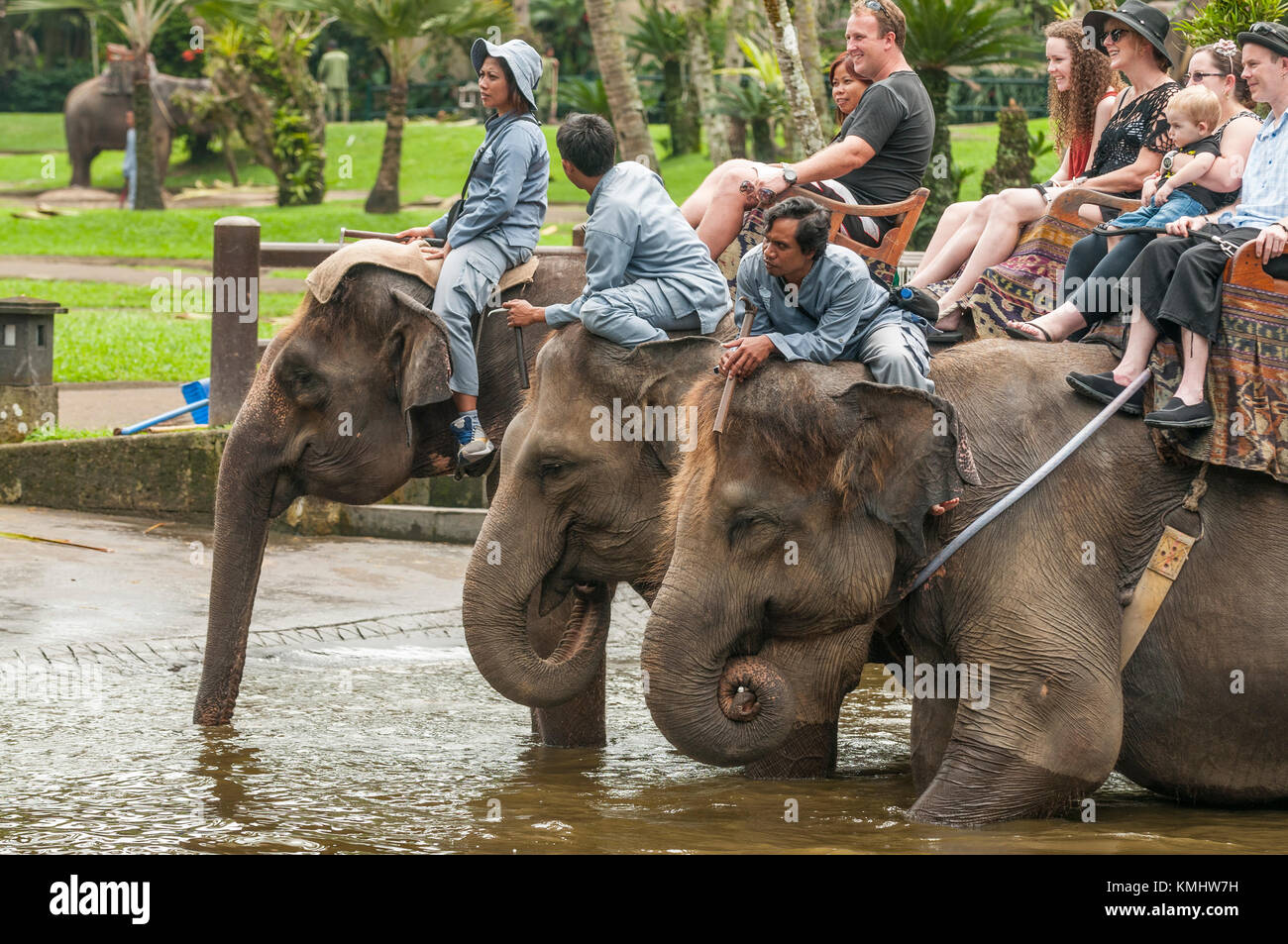 Turisti e gestori di eventi a cavallo salvato elefanti di Sumatra all'elephant safari park di taro, Bali, Indonesia Foto Stock