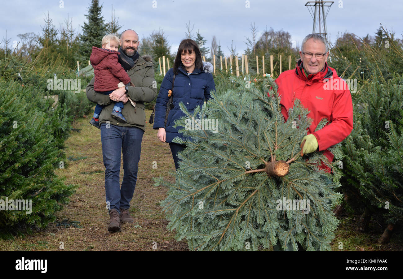 Famiglie godendo una giornata scegliendo il loro albero di natale a Hagley Alberi di Natale in Worcestershire. Foto Stock