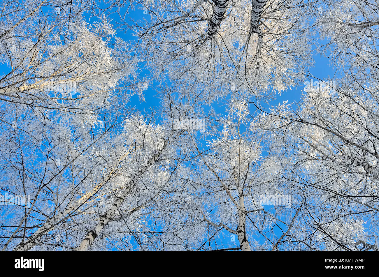 Cime di alberi di betulla con brina coperto su un cielo blu di sfondo - bella naturale Sfondo Inverno Foto Stock