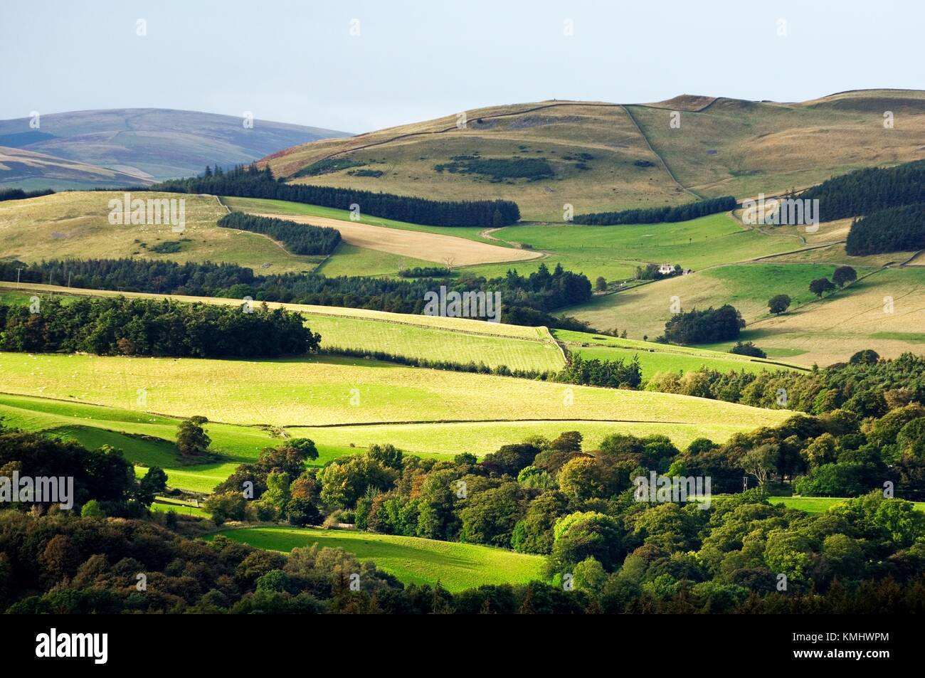 Farmland in Yair Hill a un miglio a nord-ovest di Selkirk. Regione di frontiere, Scozia. Sul Southern Upland Way a lunga distanza sentiero Foto Stock