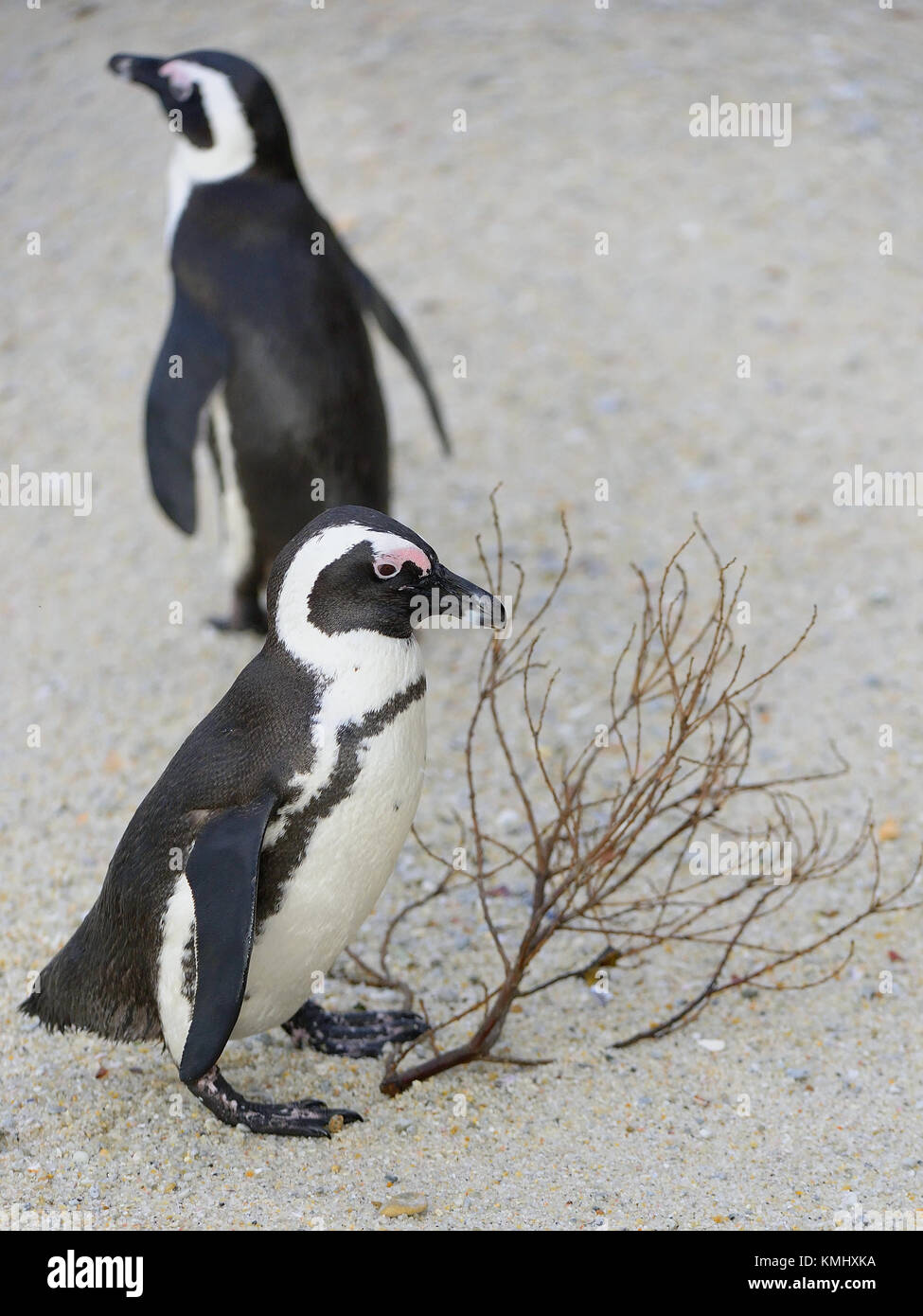 I Penguins africani a piedi fuori dell'oceano sulla spiaggia sabbiosa. pinguino africano ( Spheniscus demersus) noto anche come il jackass penguin e nero-footed p Foto Stock