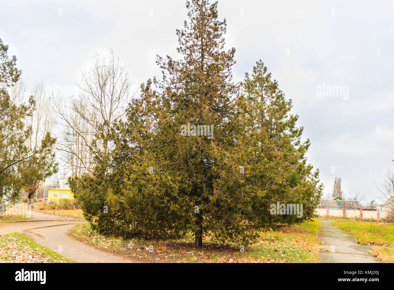 Thuya o altro nome. albero di vita del genere delle conifere gimnosperme della famiglia di cipressi. Foto Stock