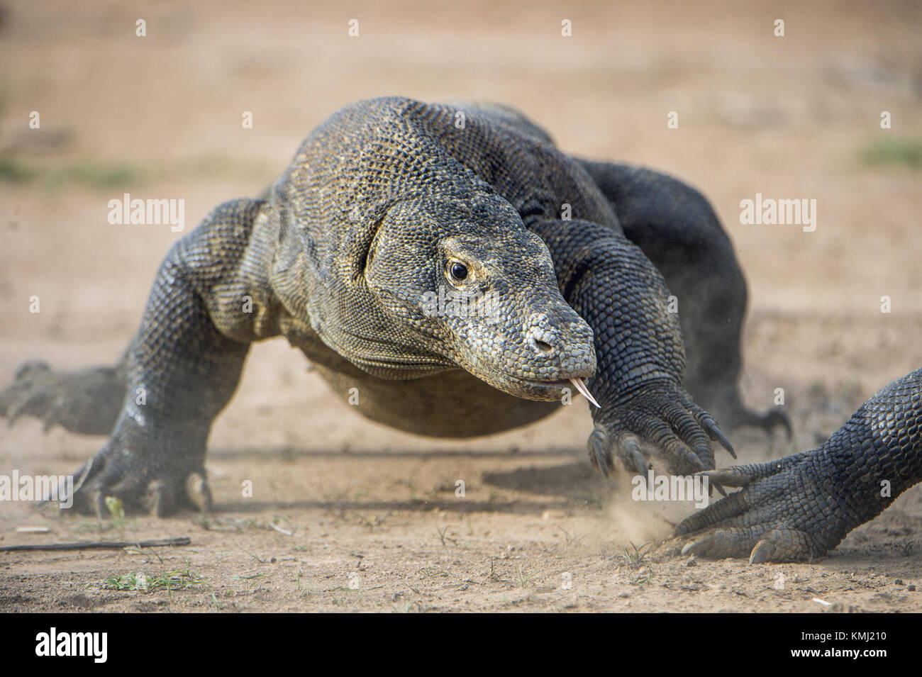 Attacco di un drago di Komodo. Il drago in esecuzione sulla sabbia. l'esecuzione di drago di Komodo (Varanus komodoensis ) . è il più grande lucertola vivente nel mondo. Foto Stock