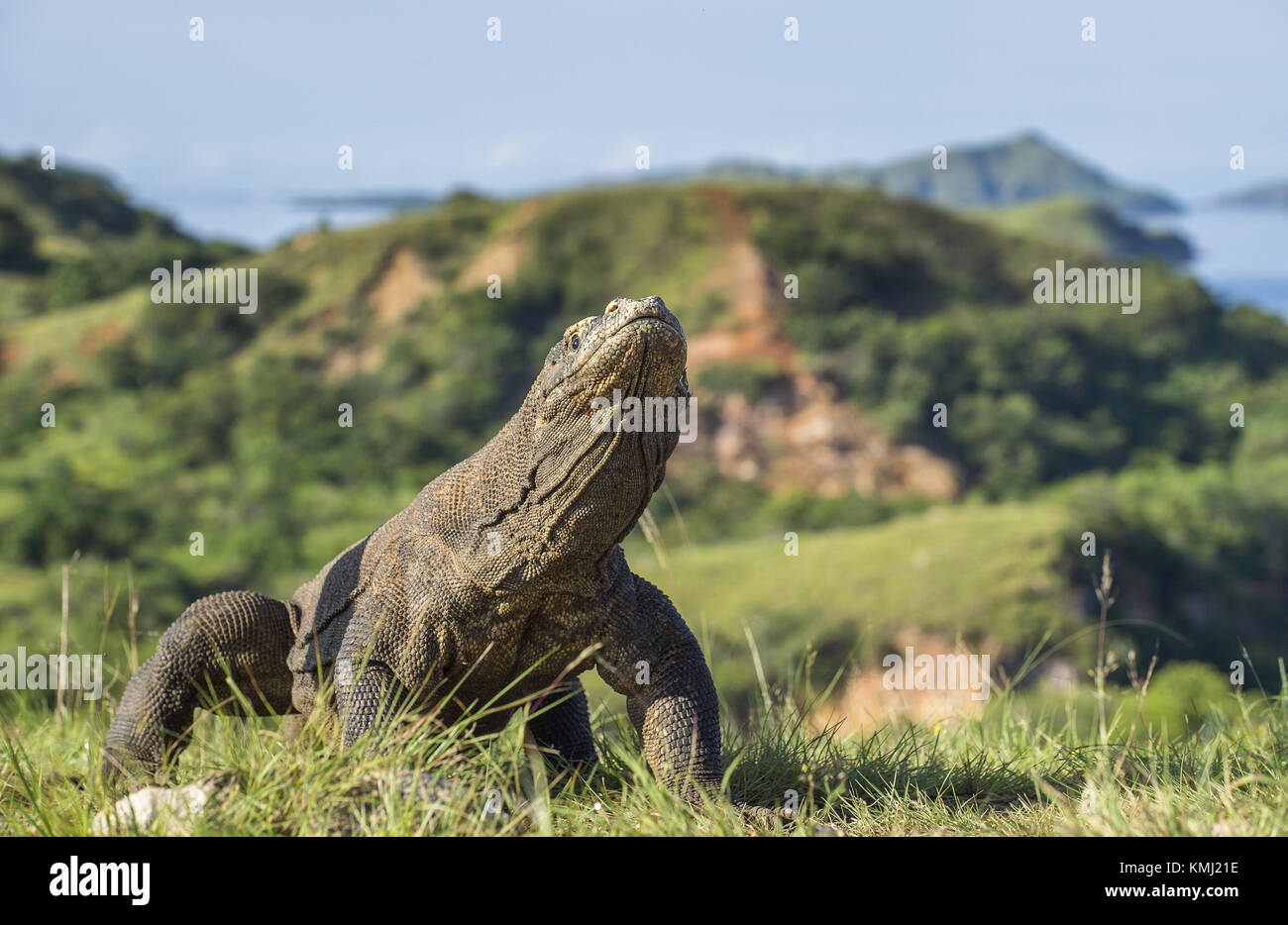 La lotta contro draghi di Komodo per la dominazione. Il drago di Komodo (Varanus komodoensis), noto anche come il monitor di Komodo, è la più grande lucertola vivente in Foto Stock