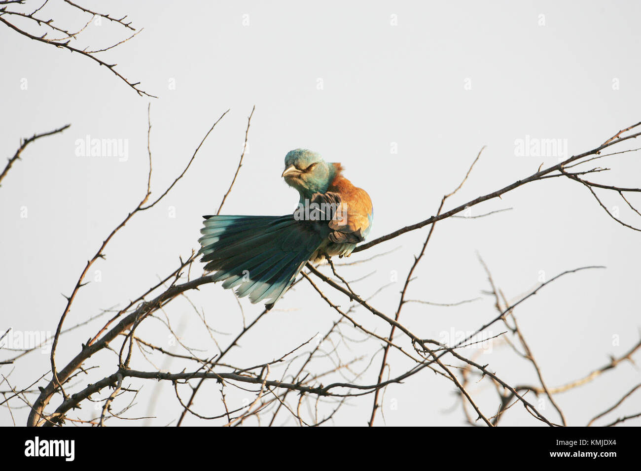 Rullo europea Coracias garrulus adulto preening vicino Tiszaalpar Ungheria Foto Stock