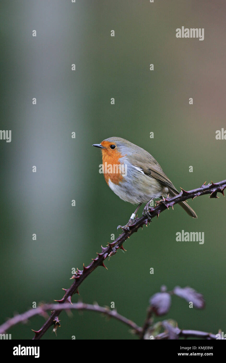 Unione robin Erithacus rubecula uccello inanellato appollaiato in rovo Linwood New Forest National Park Hampshire England Regno Unito Foto Stock Unione robin Erithacus rubecula uccello inanellato appollaiato in rovo Linwood New Forest National Park Hampshire England Regno Unito Foto Stock