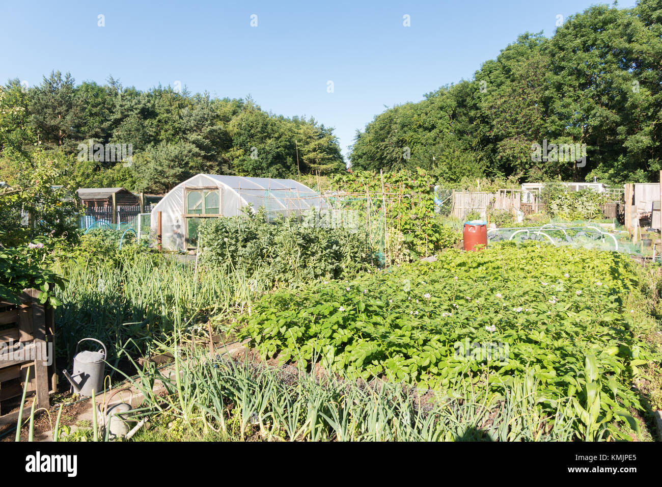 Vista estiva di riparto giardino con raccolto abbondante di verdure, North East England, Regno Unito Foto Stock