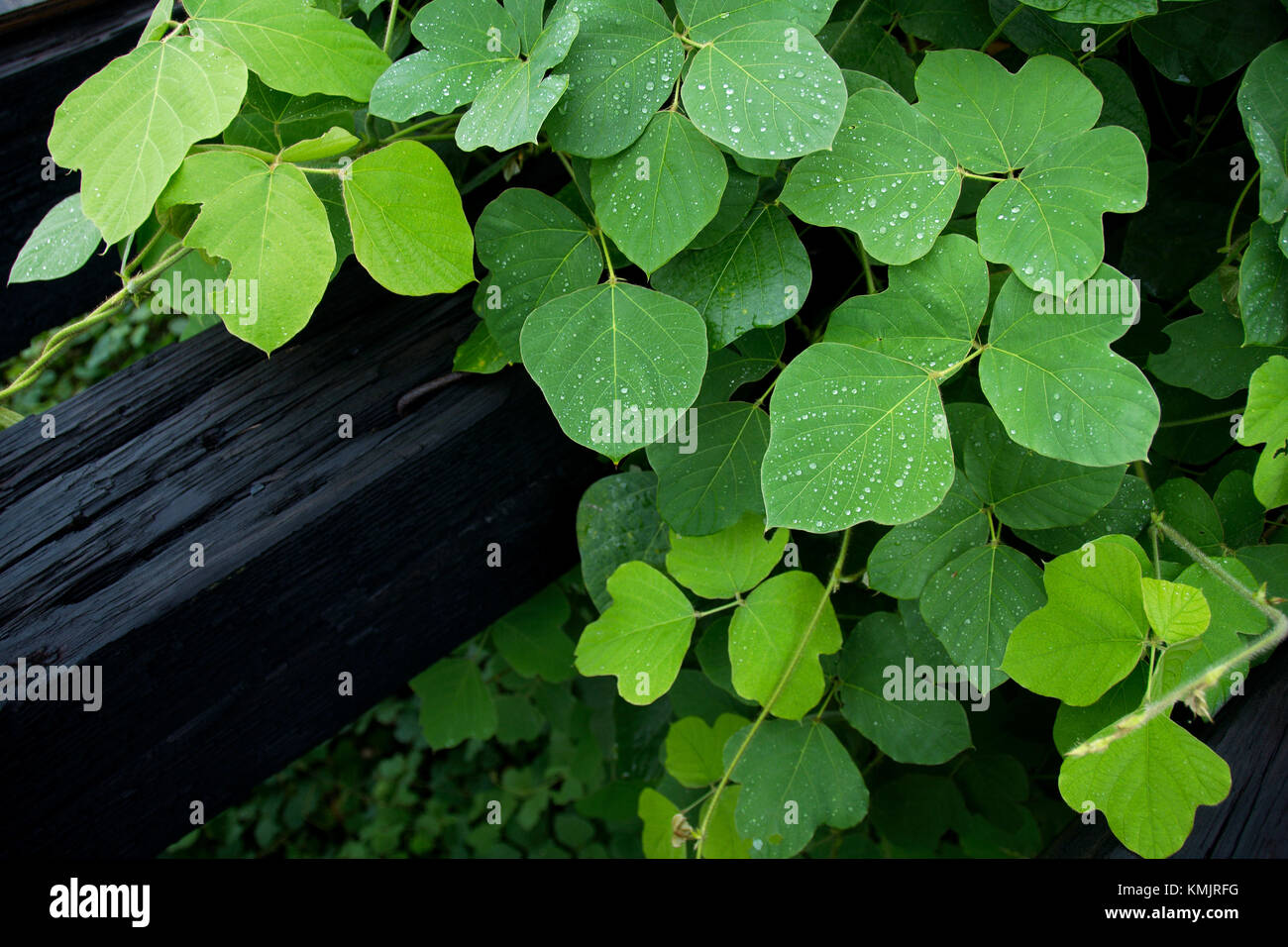 Kudzu, un giapponese invasiva viticoltura vicino al fiume Mississippi di Baton Rouge, Louisiana, Stati Uniti d'America Foto Stock