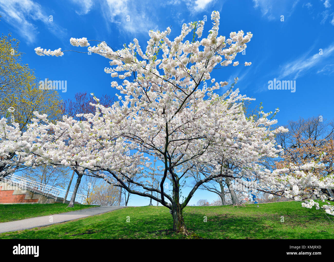 White Cherry Blossoms. basso angolo di visualizzazione albero ciliegio contro il profondo blu del cielo. Foto Stock