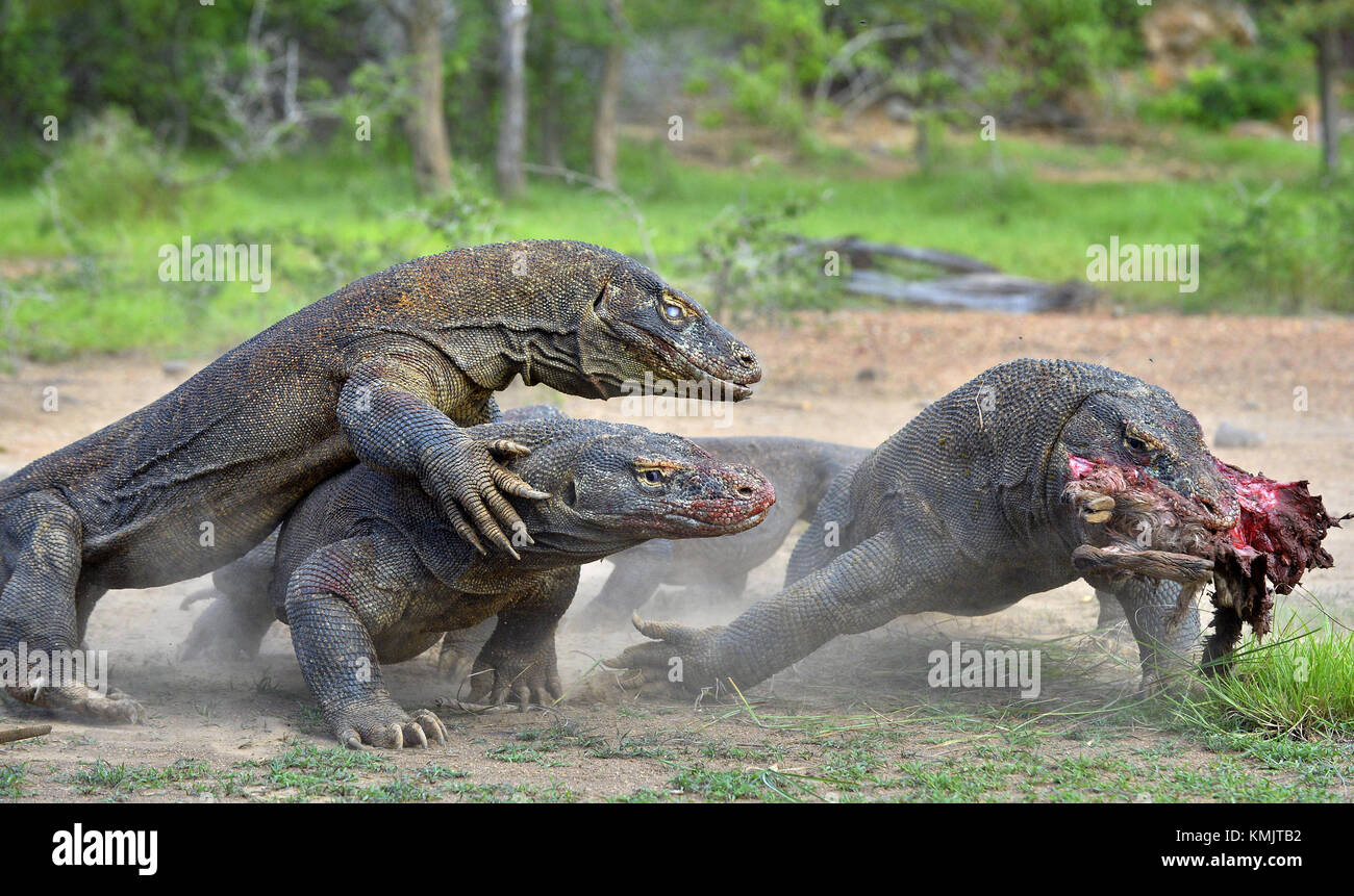 Il drago di Komodo dragons lotta per la preda. Il drago di Komodo, Varanus komodoensis, è la più grande lucertola vivente nel mondo. su isola di Rinca. indonesi Foto Stock