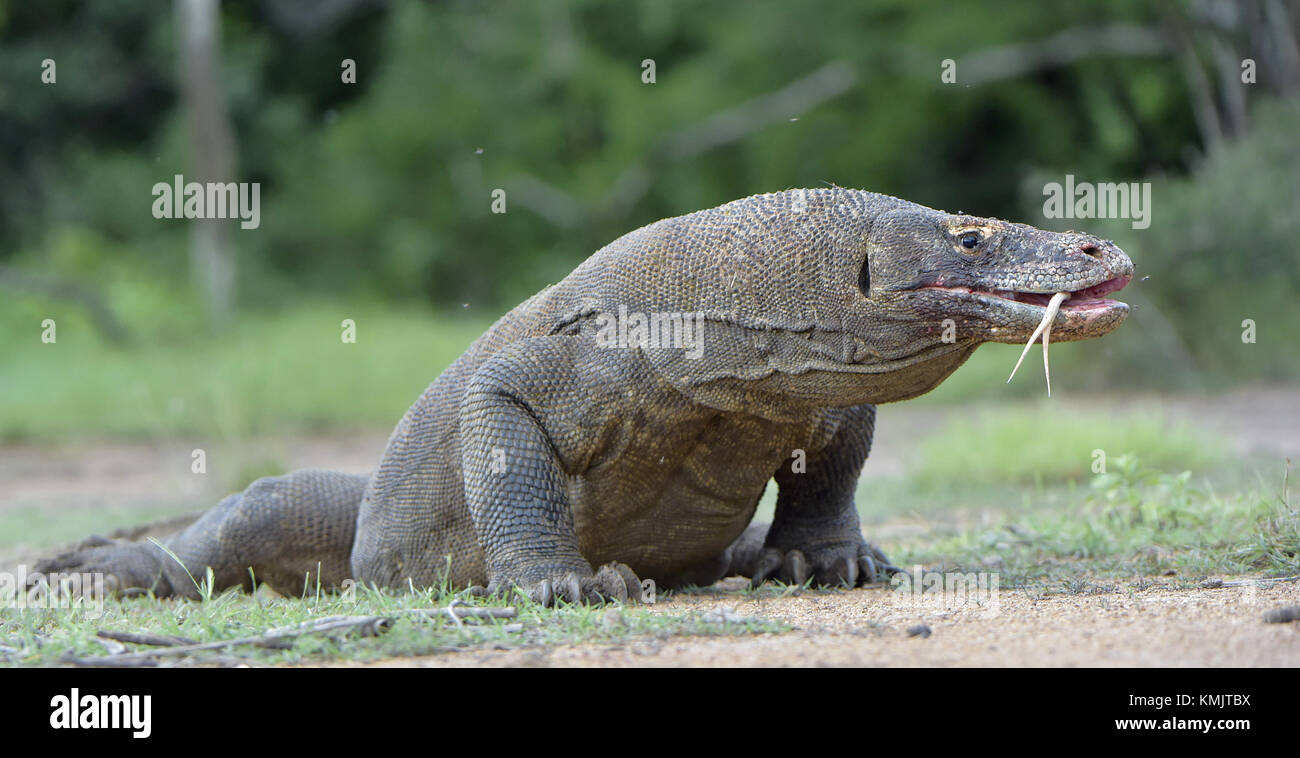 Ritratto del drago di Komodo (Varanus komodoensis ) è la più grande lucertola vivente nel mondo. su isola di Rinca. Indonesia. Foto Stock