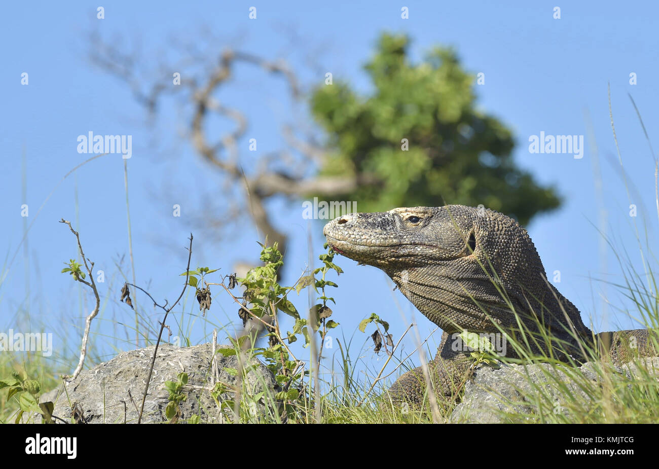 Ritratto del drago di Komodo (Varanus komodoensis ) è la più grande lucertola vivente nel mondo. su isola di Rinca. Indonesia. Foto Stock