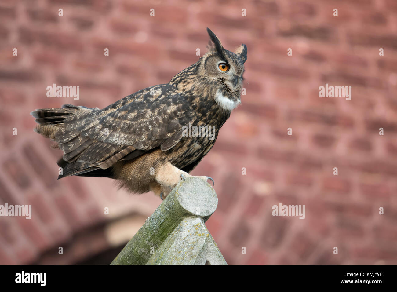 Gufo reale / Uhu ( Bubo bubo ) maschio adulto, corteggiare in autunno sulla parte superiore di un timpano di una vecchia chiesa, nell'ambiente urbano, la fauna selvatica, l'Europa. Foto Stock