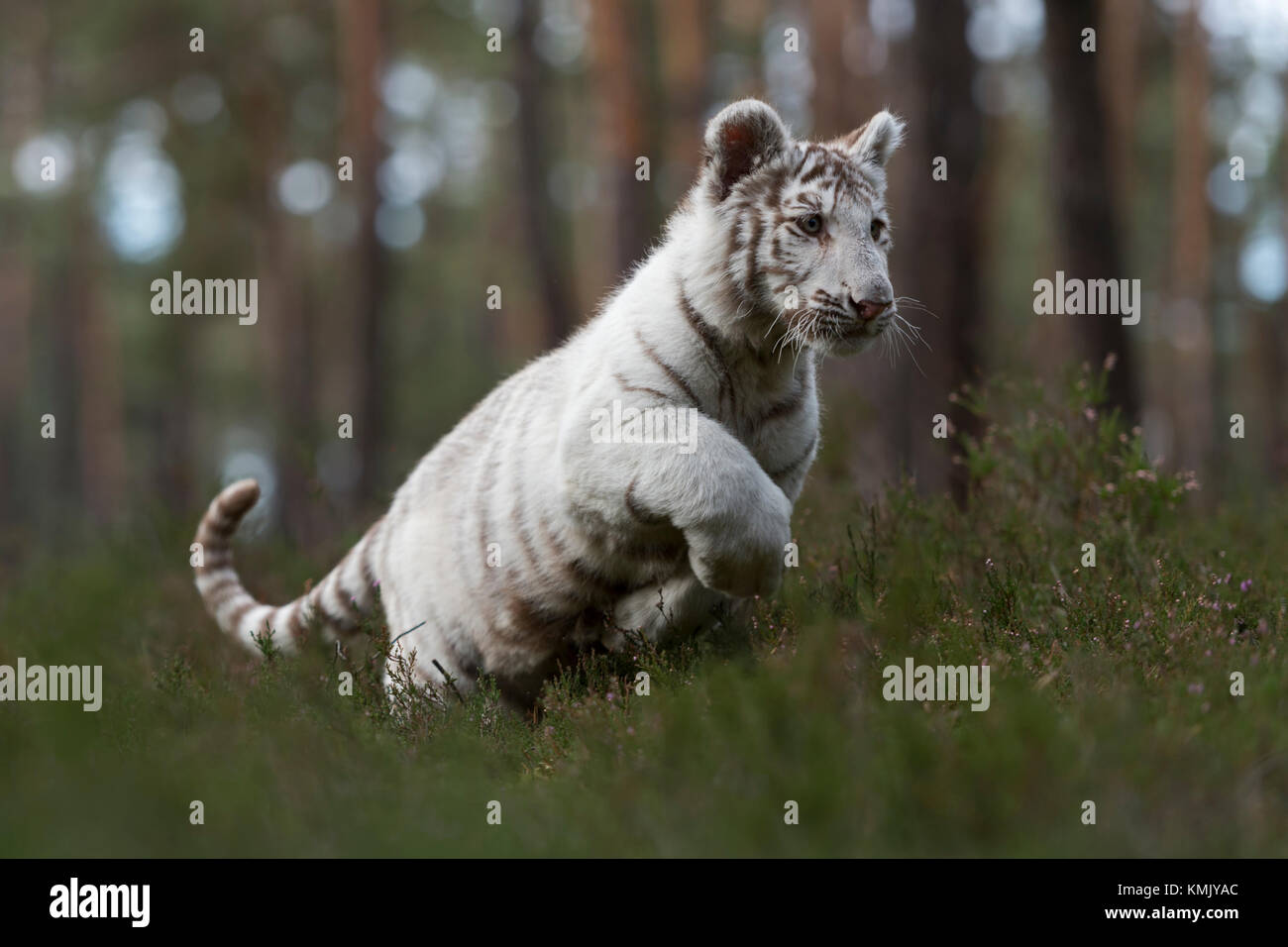 Royal tigre del Bengala / Koenigstiger ( Panthera tigris ), bianco morph, corre veloce, salto attraverso il sottobosco di una foresta naturale, potente. Foto Stock