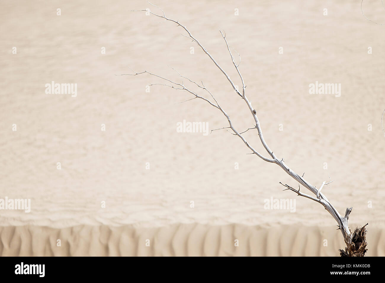 Il paesaggio del deserto, il ramo di un albero taklamakan-CINA Foto Stock