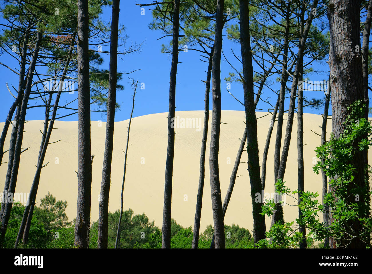 Dune du Pilat, Dipartimento Gironde, Francia Foto Stock