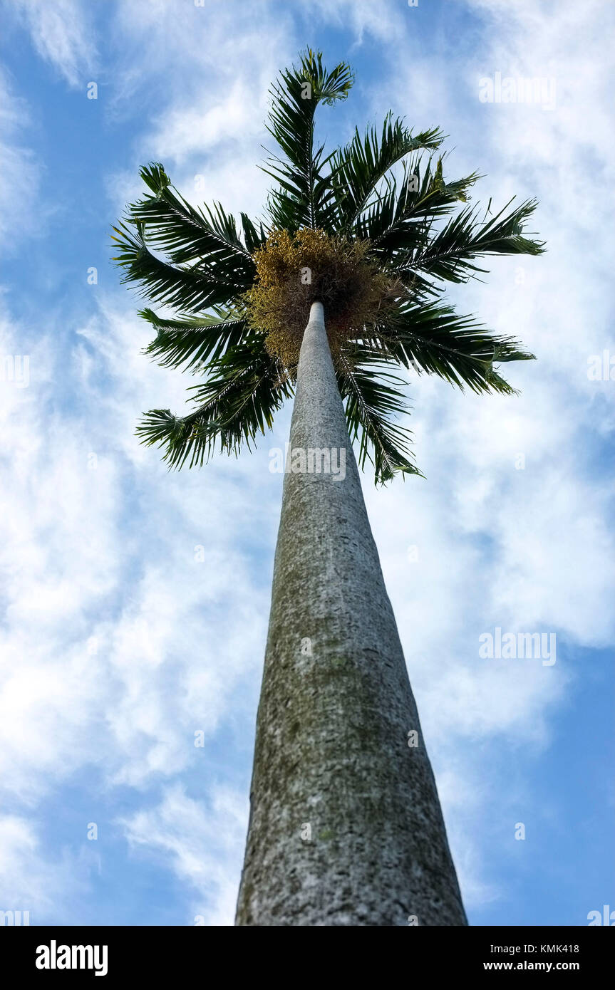 Palm tree contro un cielo nuvoloso. Foto Stock