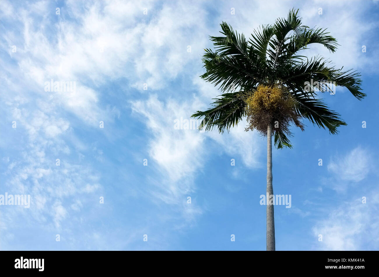 Palm tree contro un cielo nuvoloso. Foto Stock