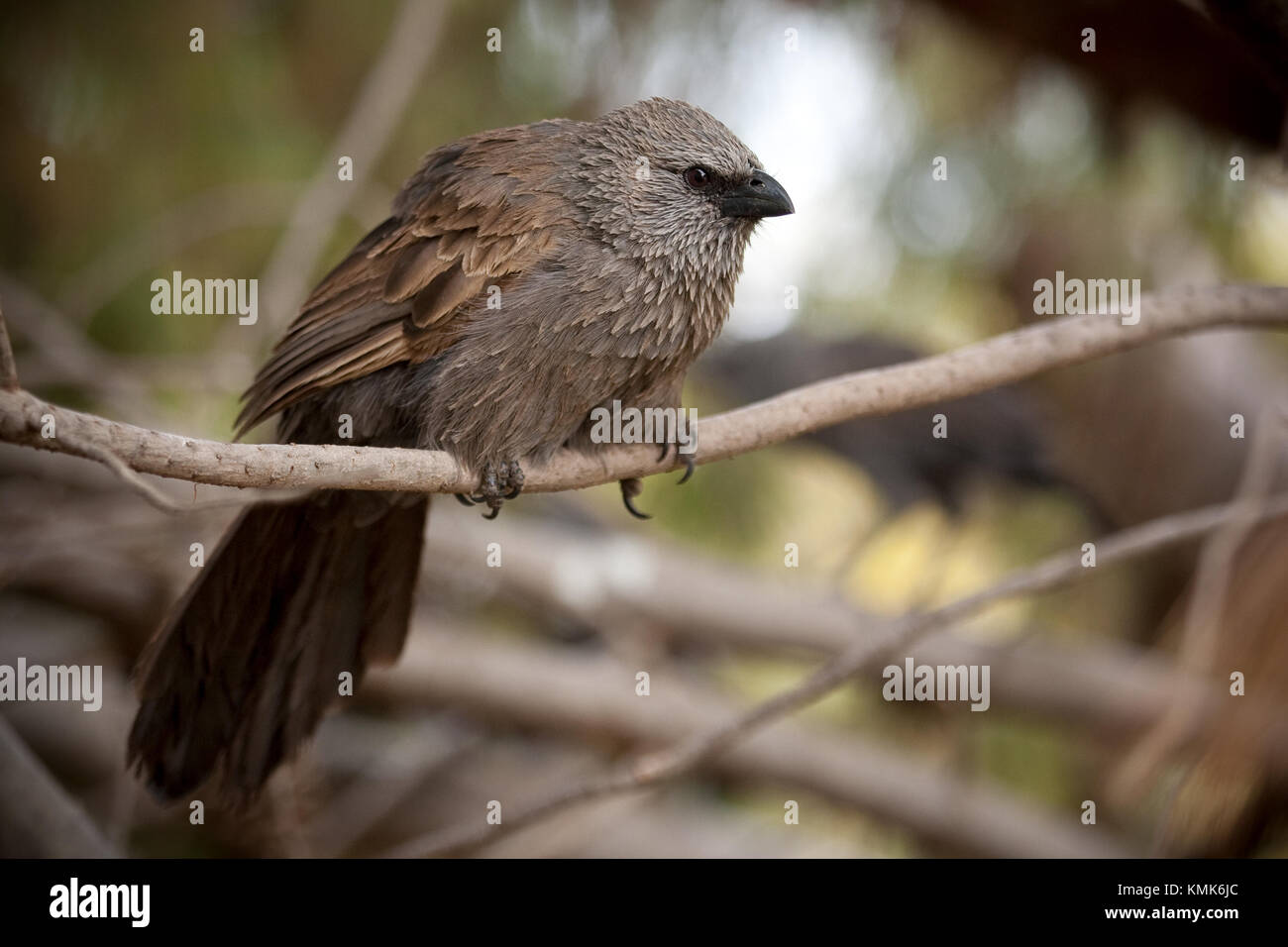 Murray Darling Basin,Murray Valley,inland Australia,outback AustraliaImmature Apostolo seduta di uccelli nella struttura ad albero. Foto Stock
