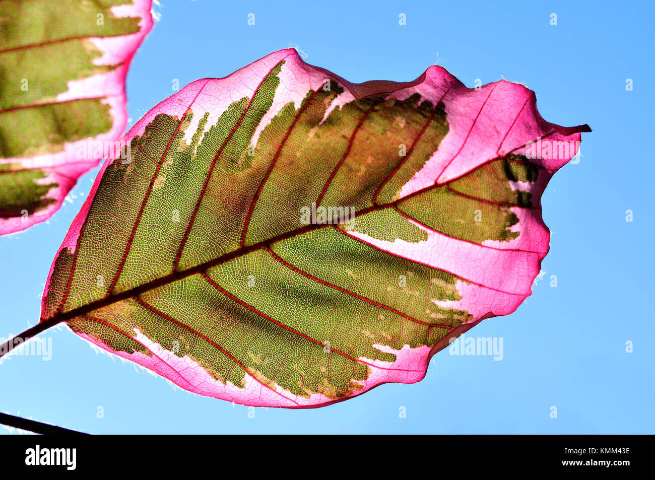 Tri colore faggio, leaf dettaglio Foto Stock