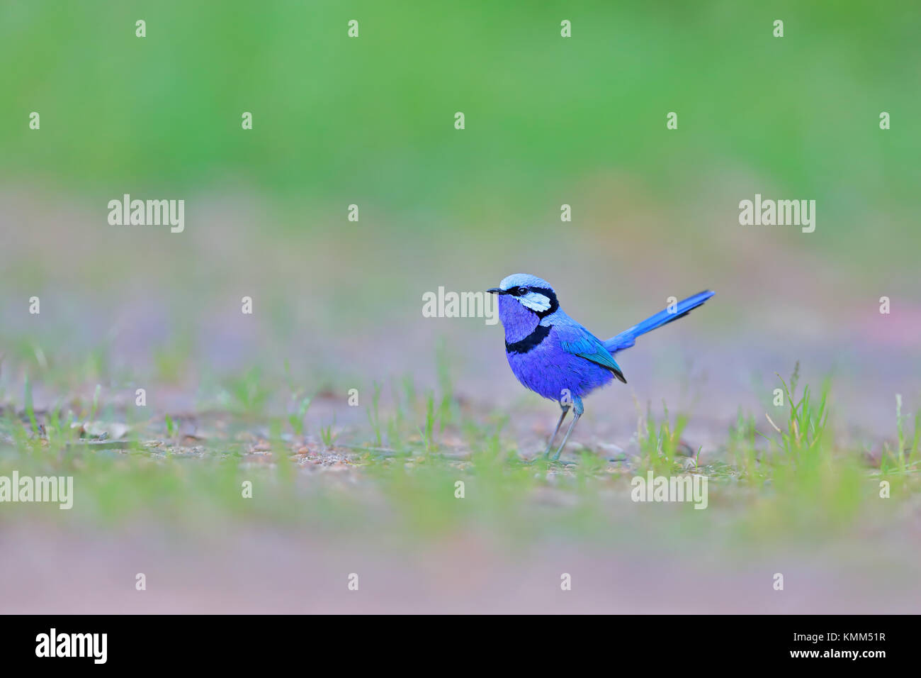 Splendida fairy-wren (malarus splendens), un nativo australia bird, cercando in splendide royal blue piume contro un semplice sfondo verde Foto Stock