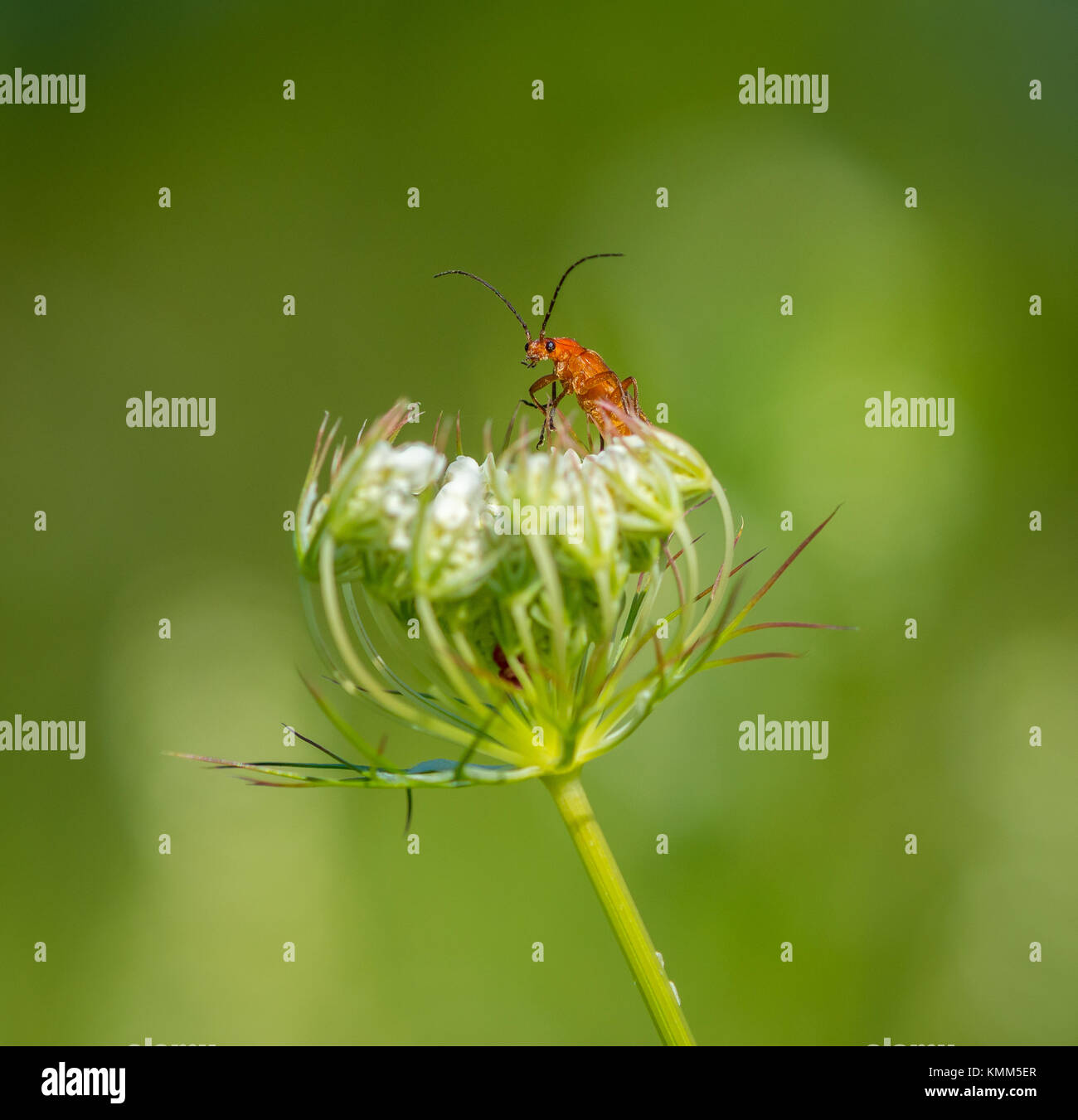 Comune soldato rosso beetle su un fiore Foto Stock