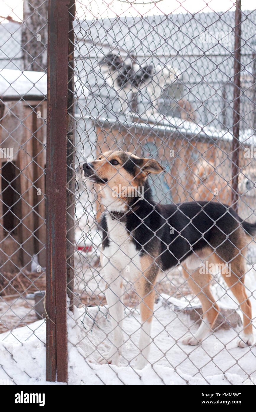 Shelter cane è un bellissimo cane in un riparo animale guardando attraverso la recinzione chiedendo se qualcuno sta per portarlo a casa oggi stesso. Foto Stock