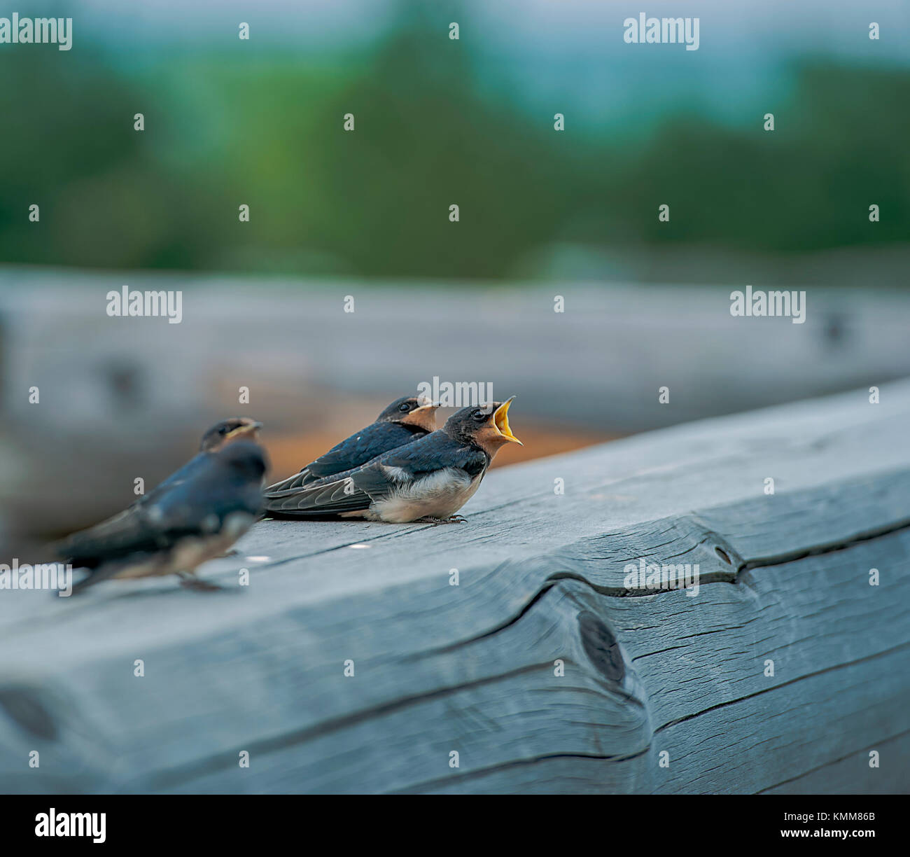Swallow pulcini su un log rondini natura dell'Estremo Oriente della Russia Foto Stock