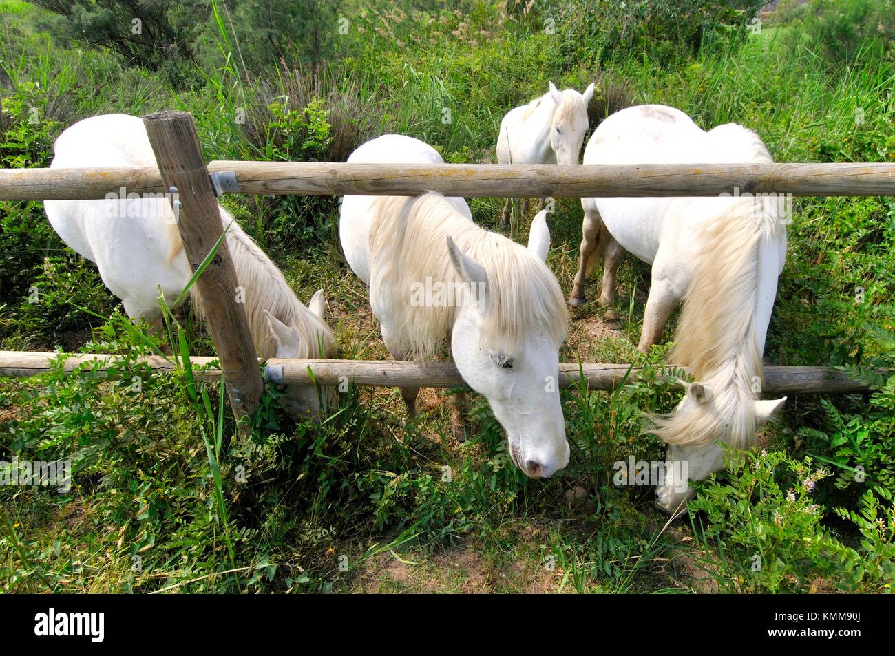 I cavalli bianchi. Flix, Tarragona Catalogna Foto Stock